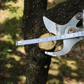 Секаторами li батареи фабрики бесплатная доставка распродажа фруктовых деревьев