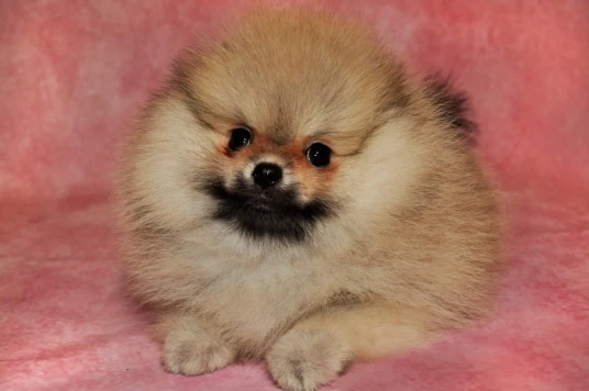 MEHOFOTO розовые однотонные Портретные Свадебные рекламные фоны для фотосъемки на