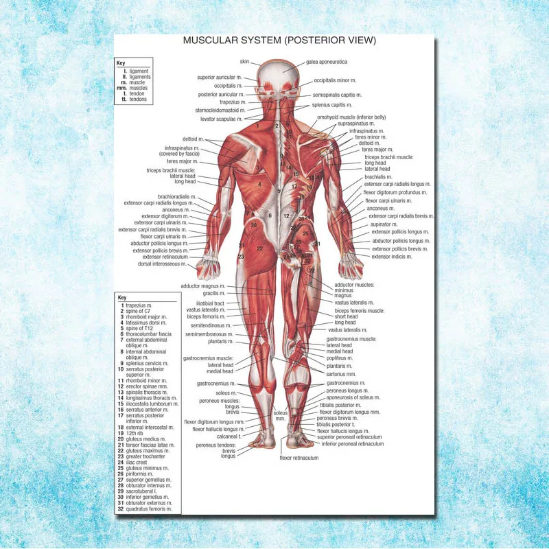 Анатомия человека мышцы Системы Книги по искусству Шелковый плакат 13x20 32 х 48