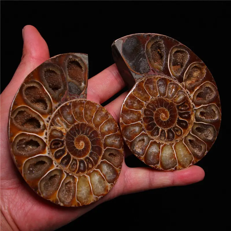 

xd j00881 1 pairs of Split Ammonite Fossil Specimen Shell Healing Madagascar a