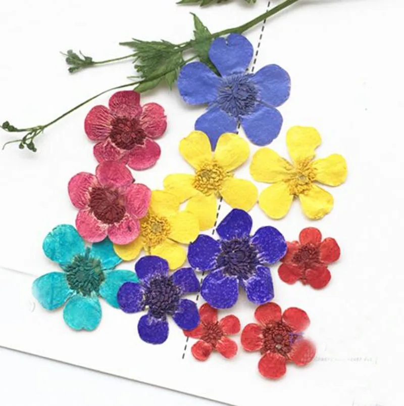 

60pcs Pressed Dried 1-1.5cm Ranunculus Japonicus Thunb Flower Plant Herbarium Jewelry Postcard Invitation Card Phone Case DIY