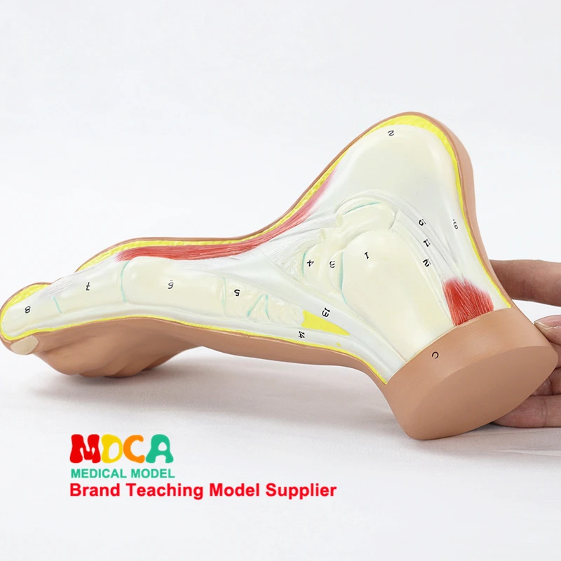 

MJRJ004 model of arch foot foot arch foot foot joint anatomical model medical teaching