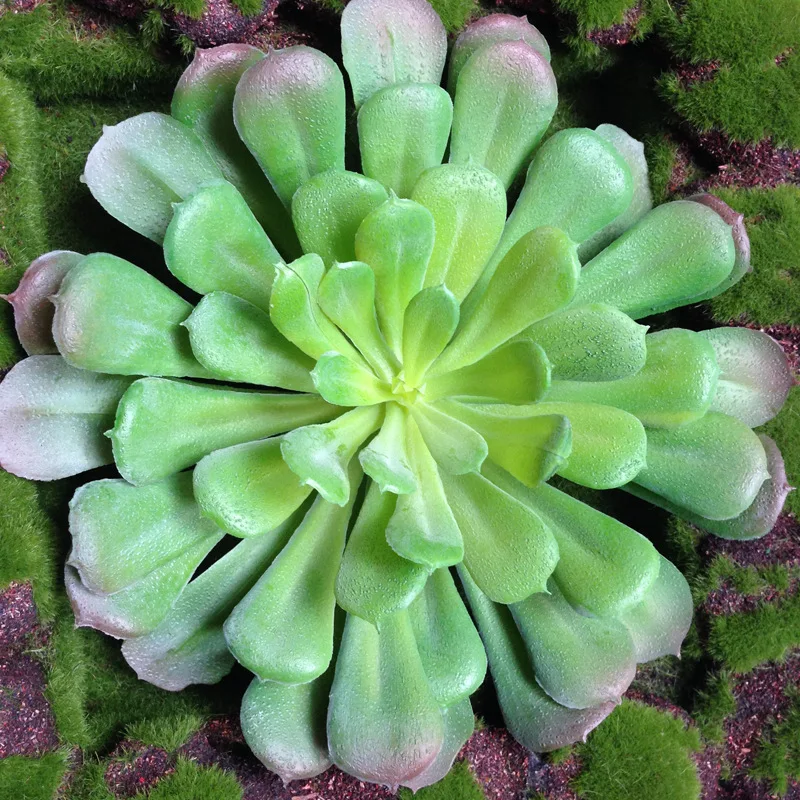 NuoNuoWell 3x Aeonium Черный Розовый Великолепная 7 5 ''голова искусственное