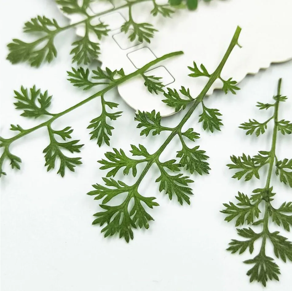 60 шт прессованный высушенный Soliva Anthemifolia листья цветок гербарий из растений