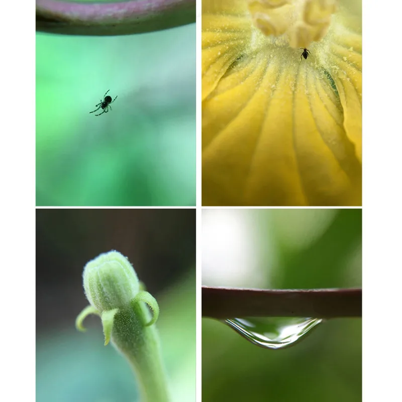 Новинка хит продаж 2 в 1 Универсальный объектив для макросъемки 12 24X с клипсой