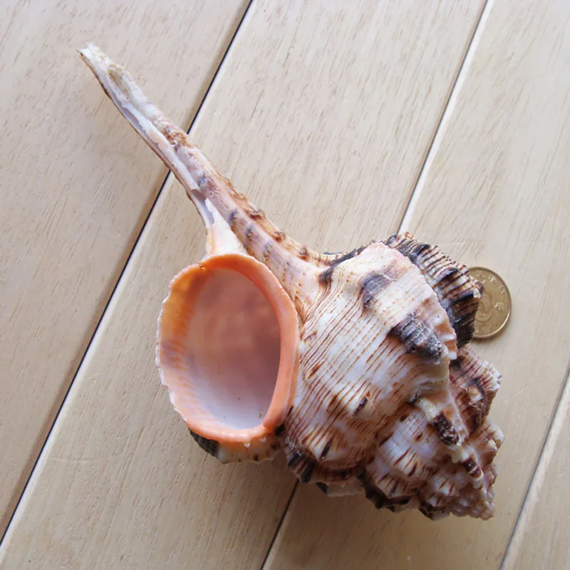 Бесплатная доставка (2 шт./лот) натуральная раковина и ракушка из мультфильма Нокс