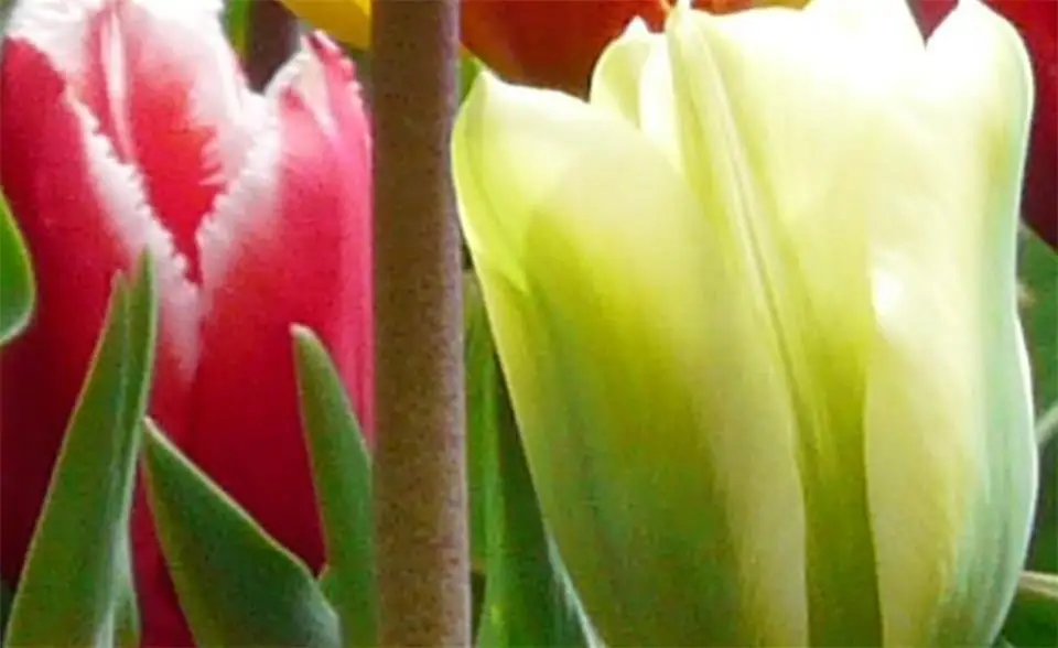 Фотообои на заказ объемные нетканые обои для гостиной тюльпанов цветов