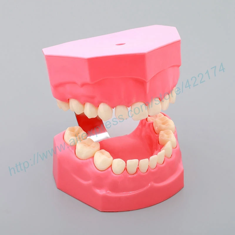 Детская обучающая модель стоматологических зубов стоматолога для обучения