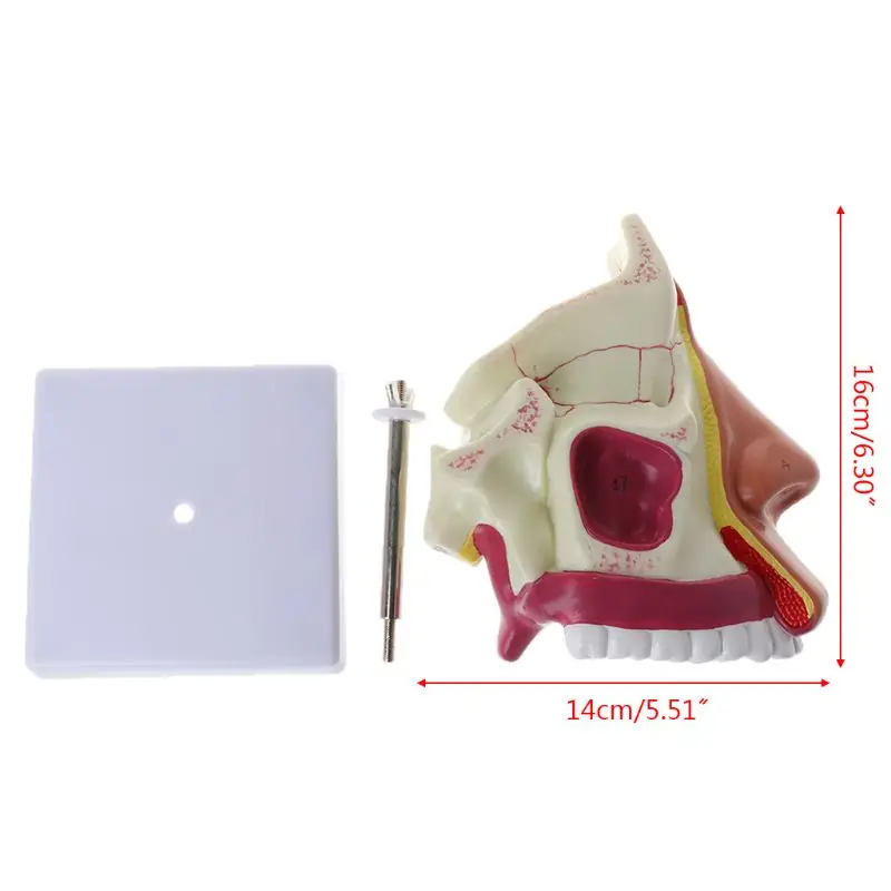 

2019 NEW Human Nasal Cavity Anatomy Model Medical Nose Cavity Structure For Science Classroom Study Display Teaching
