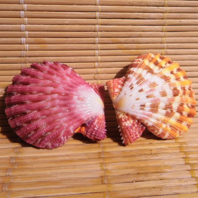 Естественные ракушки Масляная Живопись Море раковины Любители подарок пляжное