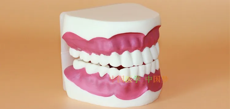 

Oral Care Health teeth model Oral teaching model 16.5*9*8CM free shipping