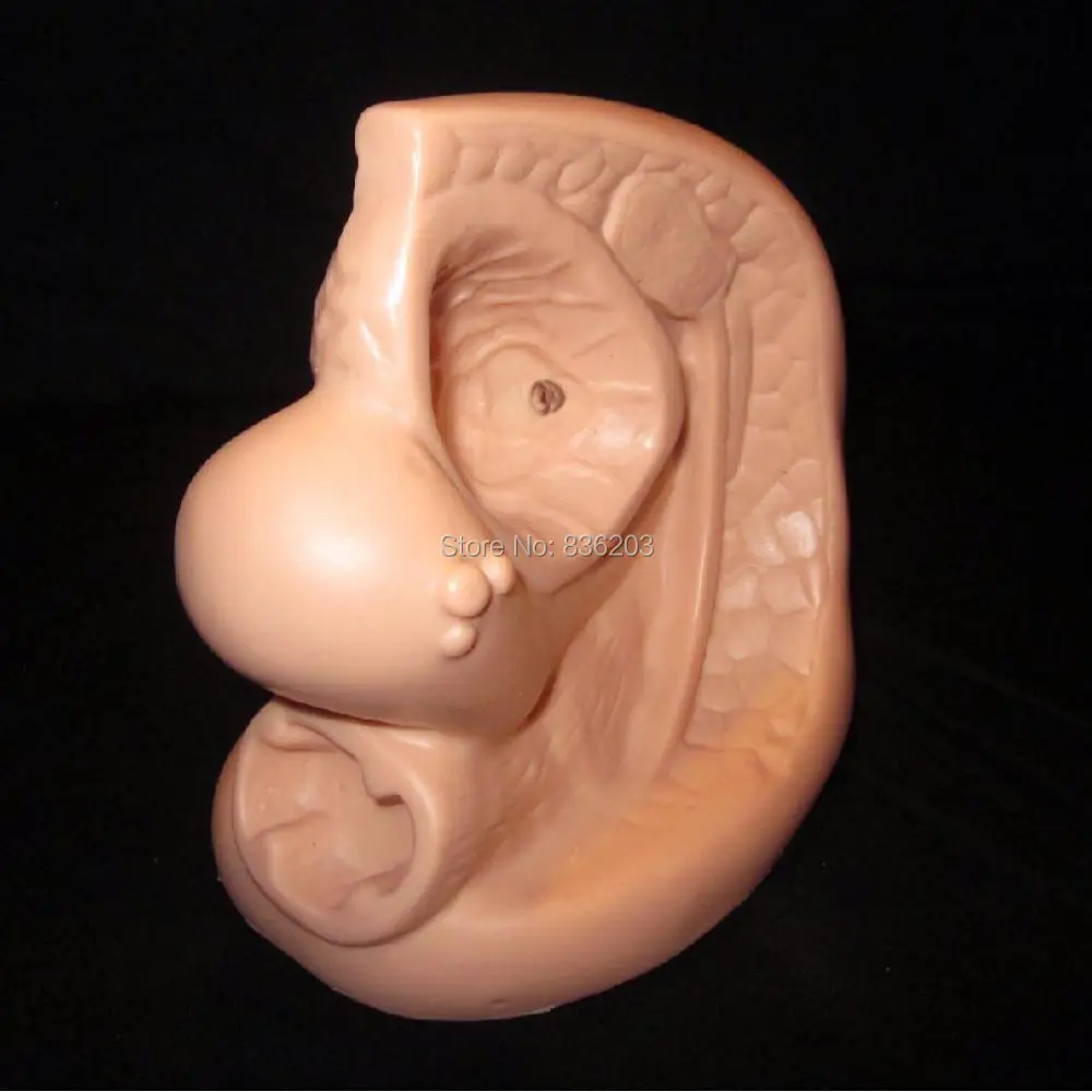 Медицинский Скелетон позвоночника женские инструменты для катетеризации