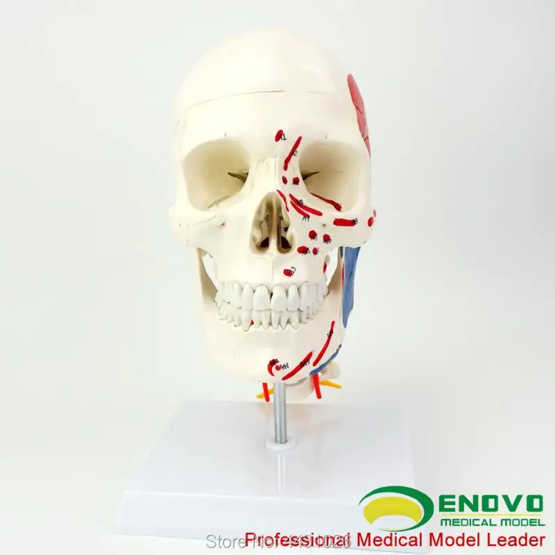 

ENOVO Brain head and muscle brain model of medical human.brain anatomy skull model 1:1