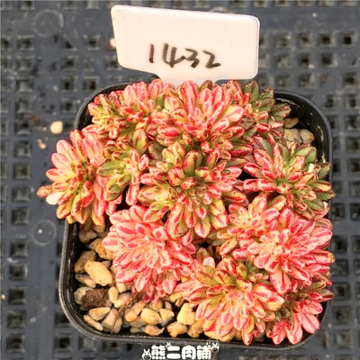 1 cluster live succulent and cactus &quot Aeonium sedifolius Variegated Cuttings Different plants real plant FREE SHIPPING | Дом и сад