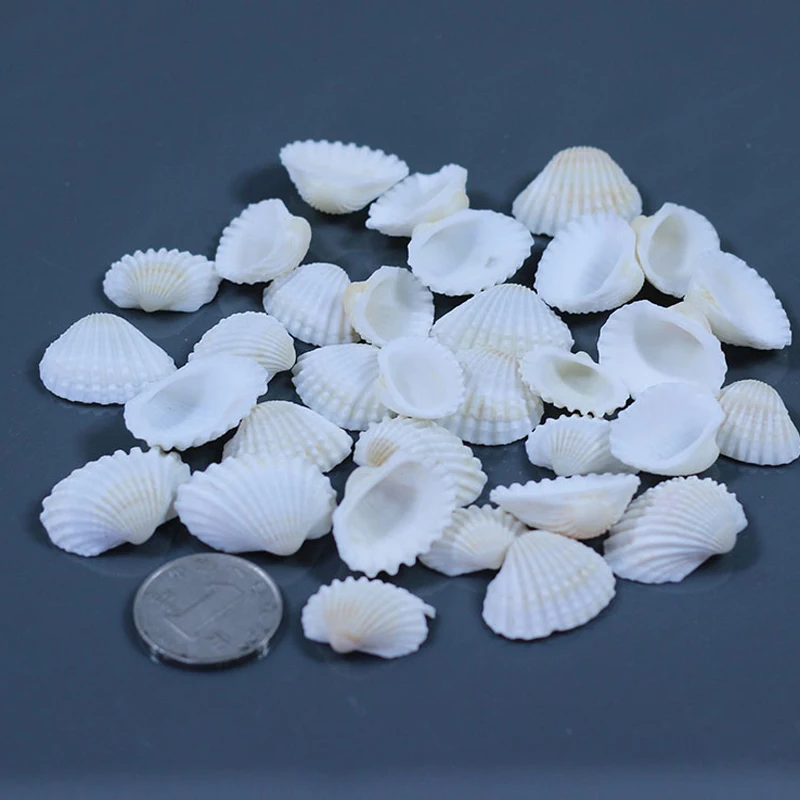 

10pcs/Lot Aquarium Seashells Craft decor Natural DIY Shell Conch Starfish Landscape tank Decorative ornaments 2-3.5cm