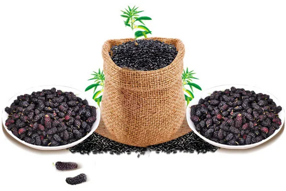 

Pure Natural 100g Plant Black Sesame & Mulberry Mixed Powder/Semen Sesami Nigrum Mulberry Powder Meal Powder Face Film Materials