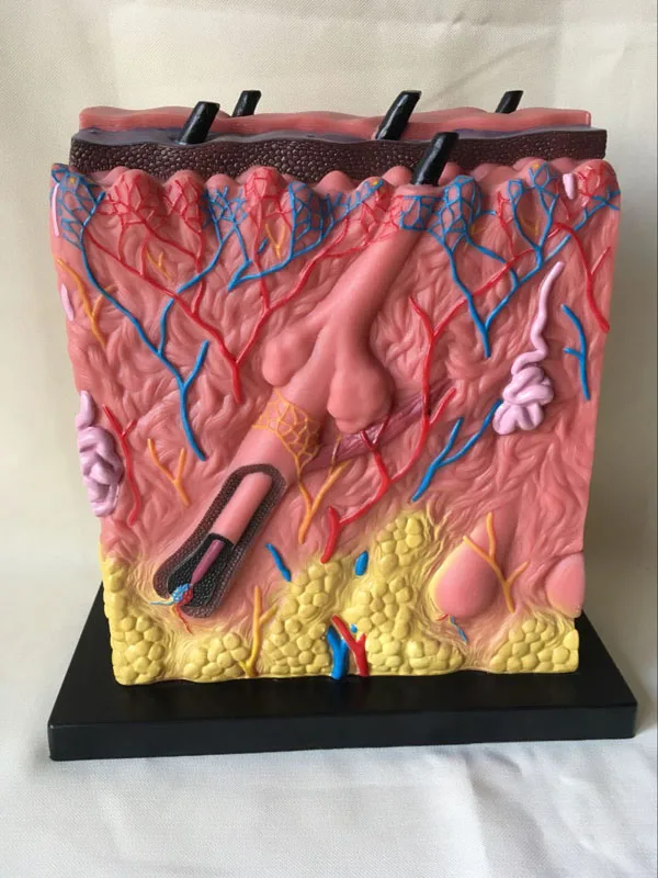 Quality PVC Human Skin Anatomical Model Acne Epidermis Anatomy Pathological Medical Teaching 34X34X16CM | Канцтовары для офиса и
