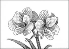 Набор для рукоделия 14CT 16CT, Набор для вышивки крестом, монохромная Орхидея