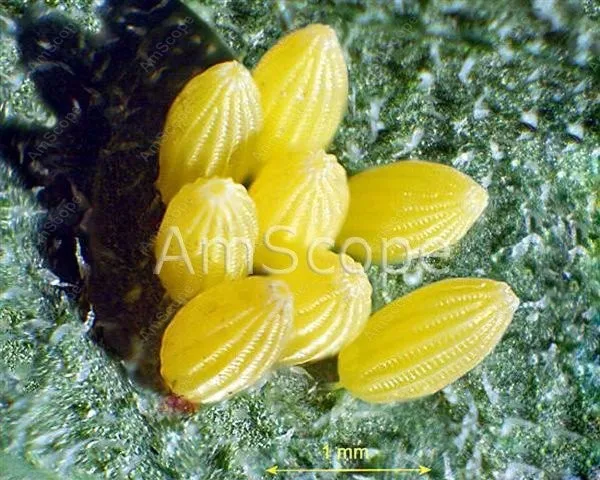 Stereo Microscope Dual Halogen--AmScope Supplies 10x-60x Zoom Halogen + 5MP Digital Camera | Инструменты