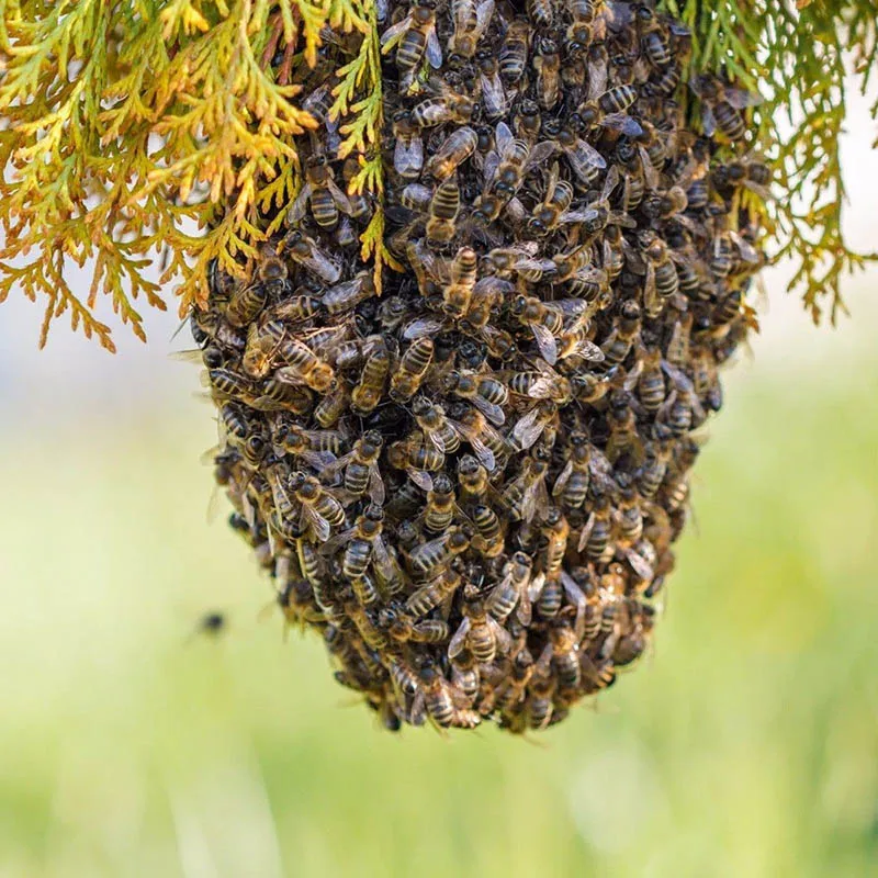 100 мл Swarm Commander Premium Lure Bee Attractant Hive MF999 | Дом и сад