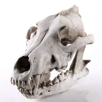 lber creative resin jackal skull replica replica teaching skeleton model wolf skull decor