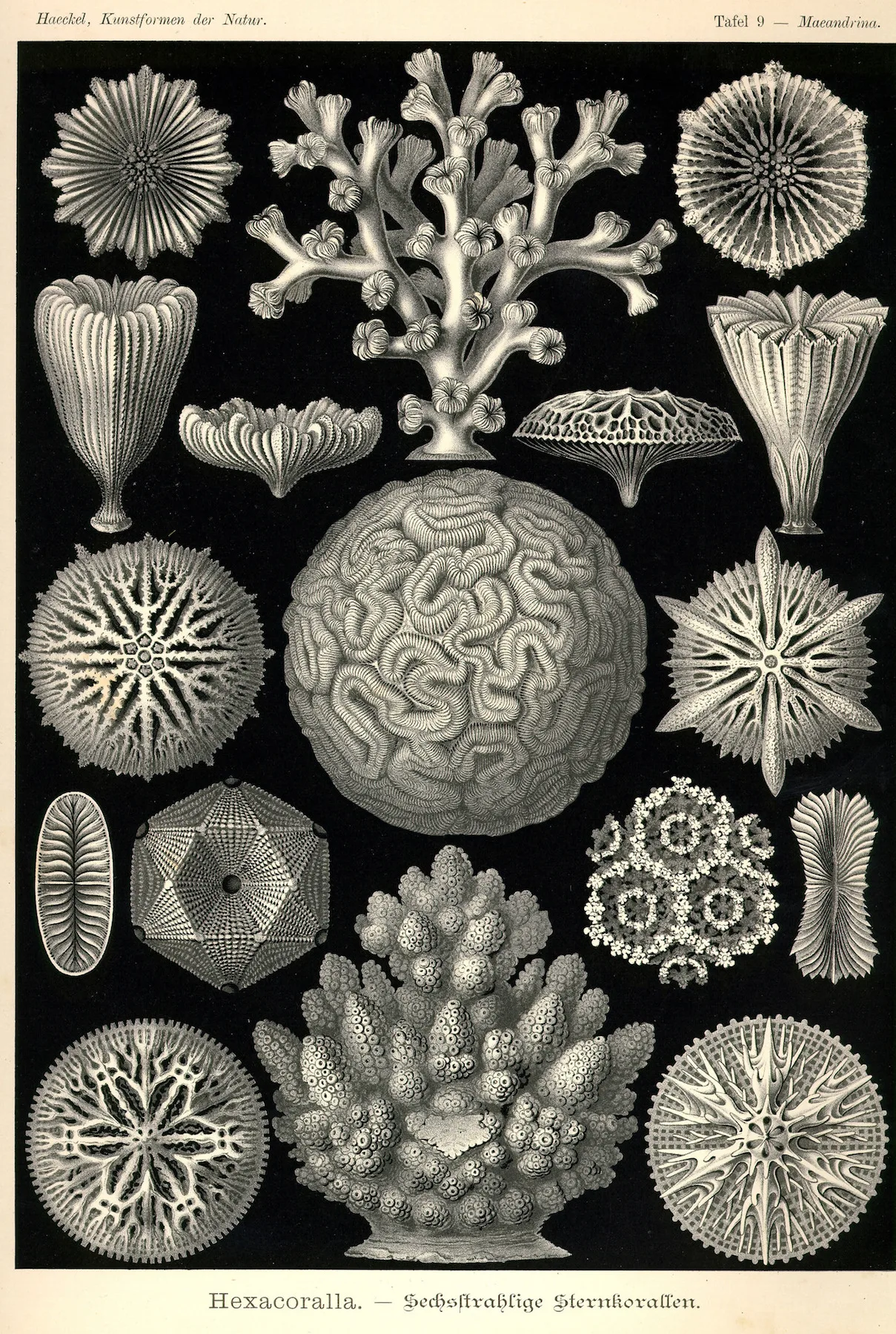Винтажный художественный постер Ernst Haeckel классический холст настенные постеры