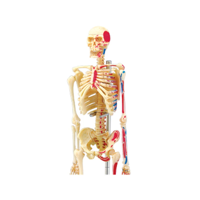 4D Скелет интеллект сборка игрушка HumanOrgan анатомическая модель медицинская обучение DIY научно-популярная техника