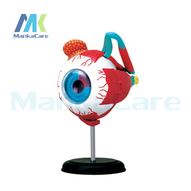 Модель 4D Master eye 32 шт. в сборе Анатомия человека новая 3D конструкция головоломка