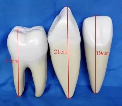 

Normal tooth Anatomical Model Dental Medical Education 3pcs set free shipping