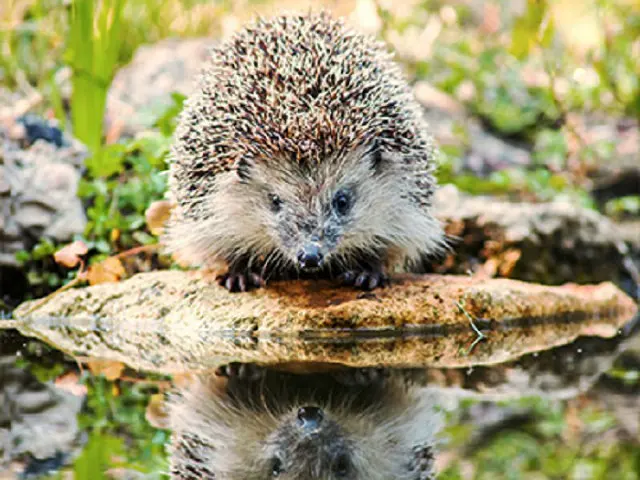 Diy diamond painting animal Handmade cross stitch kit full Diamond embroidery Hedgehog 5d square Mosaic pasted | Дом и сад