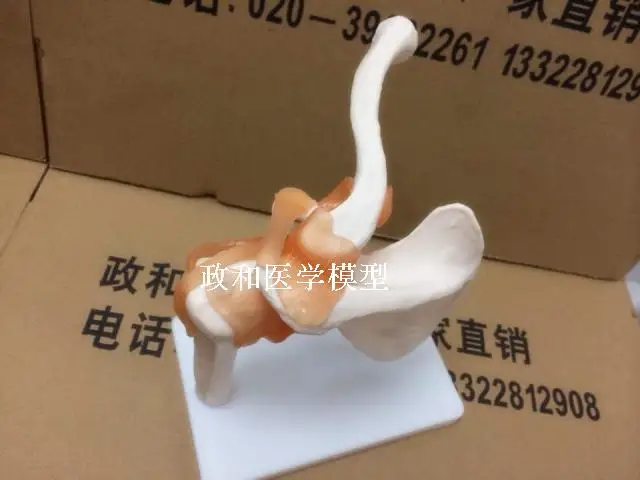 Натуральный размер человеческая кожа анатомический череп анатомические