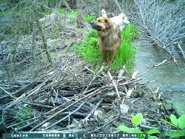 Олень Trail камера s Охота 12MP 1080P фото ловушка движения триггер ночное видение дикой природы GSM камера CE ROHS Охота камера hc300m