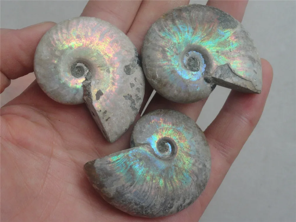 3/93 г карбоновое орошение Юрского периода|fossil fossils|fossils madagascarfossil ammonites |