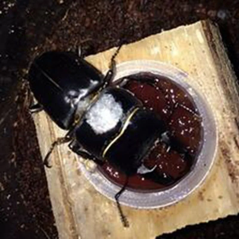Beetle наборы желе Hercules beetle взрослые Broadleaf деревья общие наборы желе место желе корма продукты x 2 шт