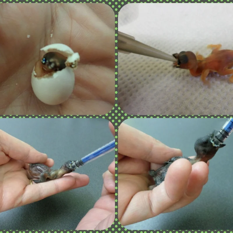 Комплект для вывода голубей из 3 предметов|Кормление птиц| |