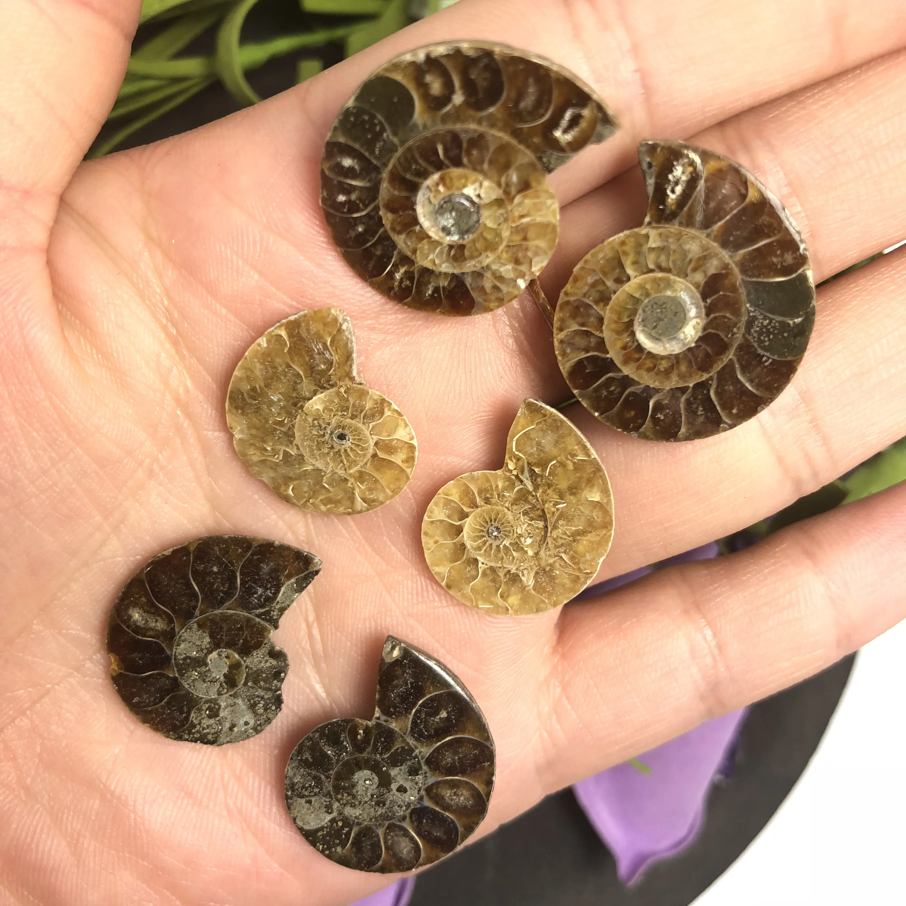 Натуральный Полированный козий гудок окаменелости аммониты Conch douvileras