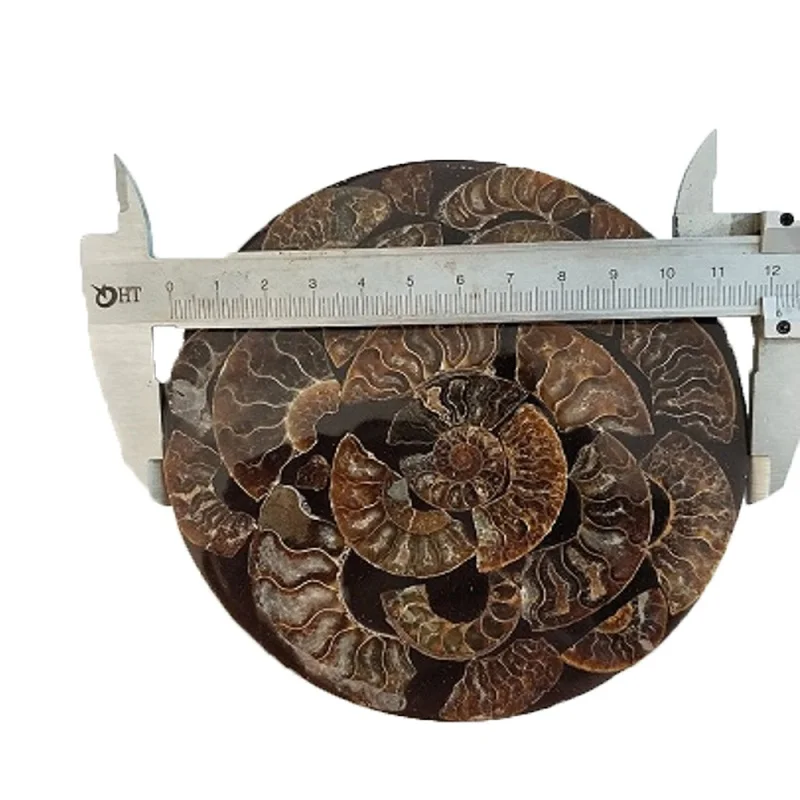 Ammonite Fossil Slice Plate Natura Shell a compassl MADAGASCAR FOSSIL SPECIMEN HEALING fashion wedding decoration