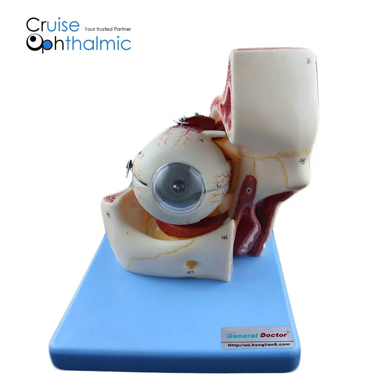 Премиум орбита и глазных мышц 5X модель глазного яблока | Для обучения