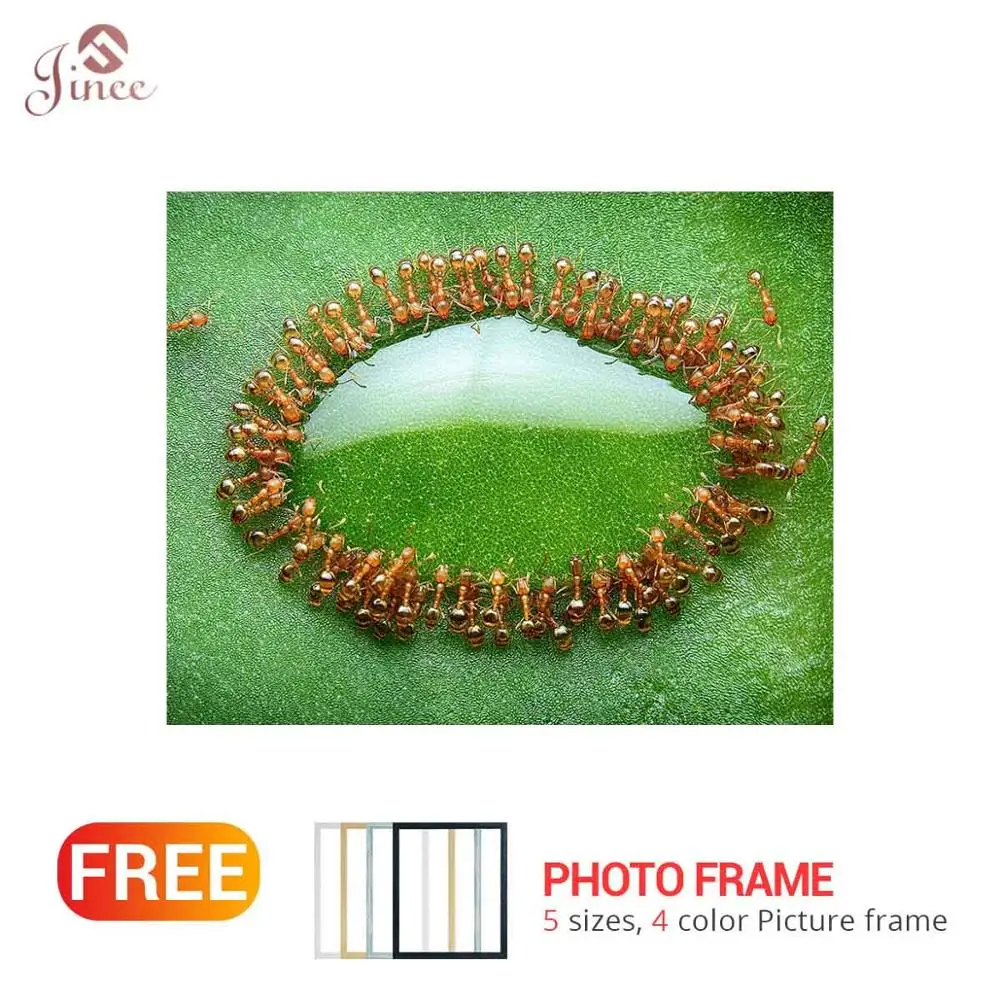 

5D DIY Full Square/Round Diamond Oil Painting Animal Ant Diamond Embroidery Of Rhinestone Diamond Home Decor
