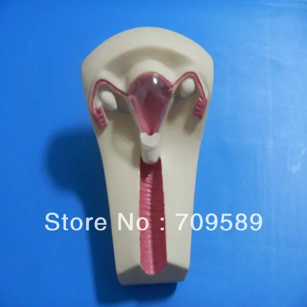 Обучающий симулятор IUD | Канцтовары для офиса и дома