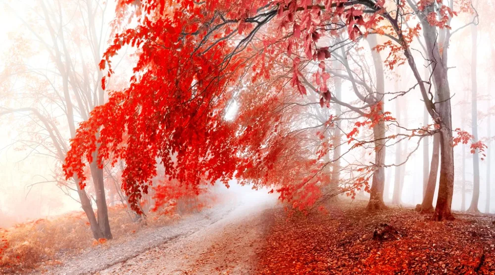 red tree curtains Scenery Beauty Digital Photo Printing Blackout 3D Curtains for Living Room Bedding Hotel | Дом и сад