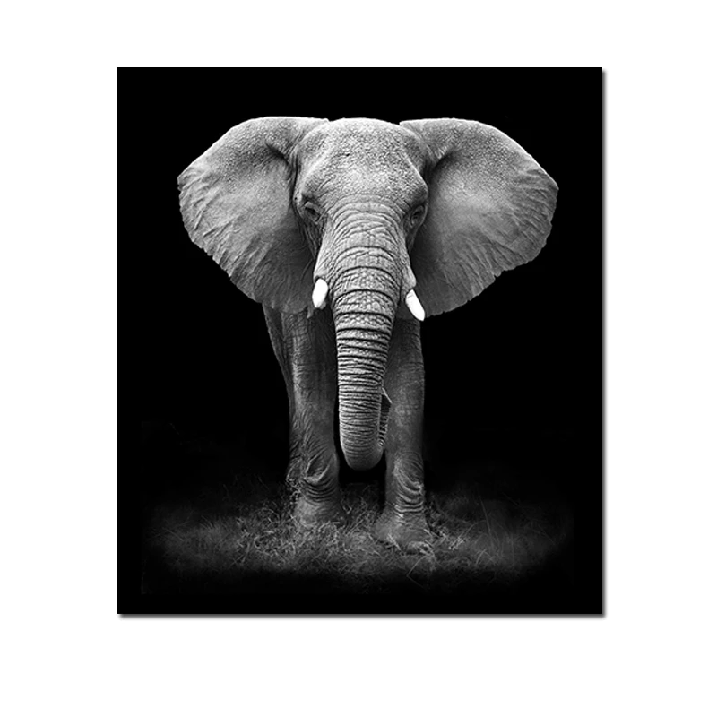 Современный черный белый слон фотография Бесплатная доставка Декор для дома