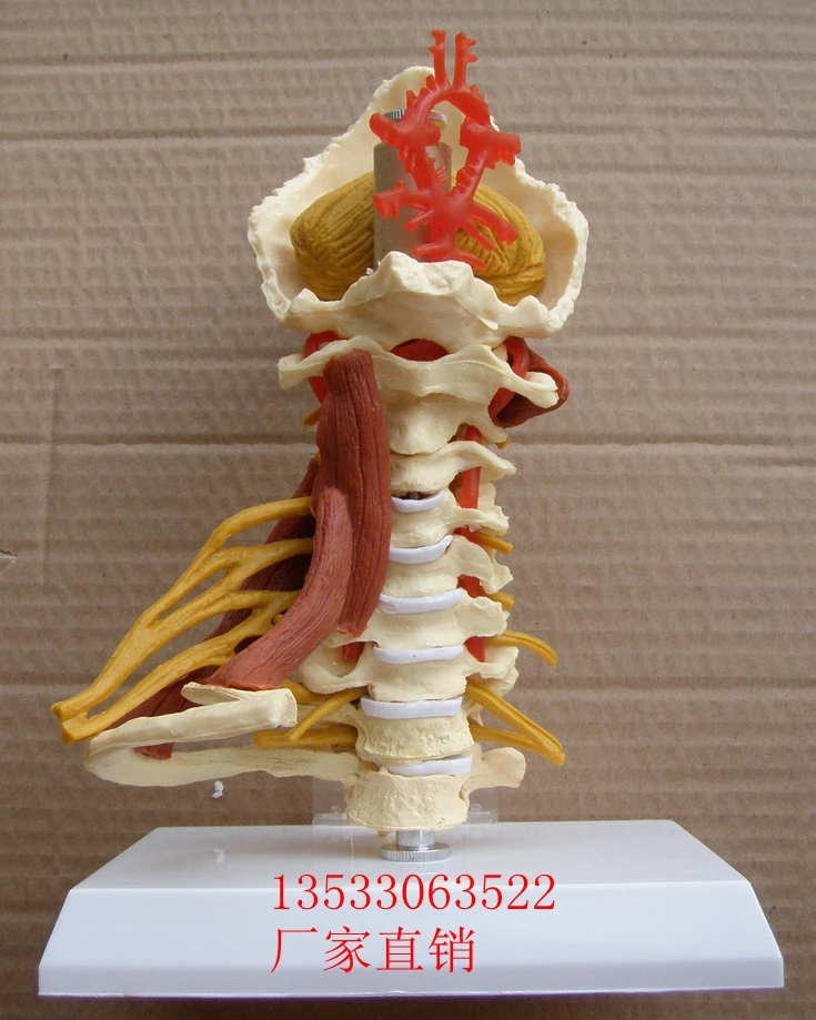 Advanced human cervical spine model incluld  carotid, occipital, intervertebral disc and nerve free shopping