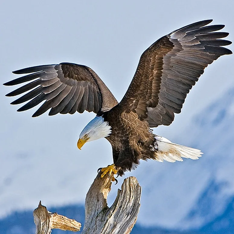 Полноразмерная Алмазная вышивка eagle набор сделай сам алмазная живопись крылья