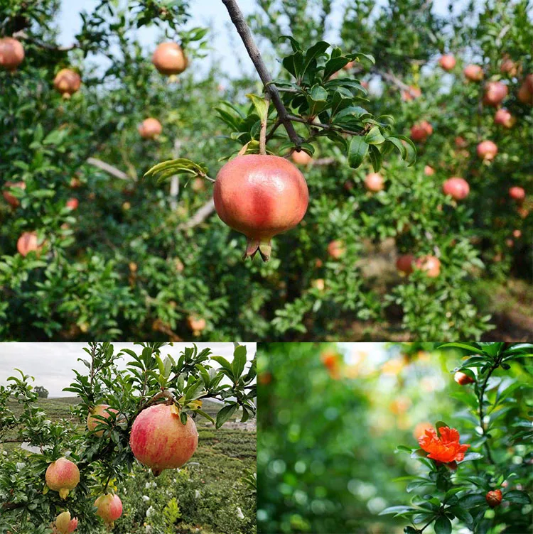 USDA и EC сертифицированный органический порошок гранатового сока