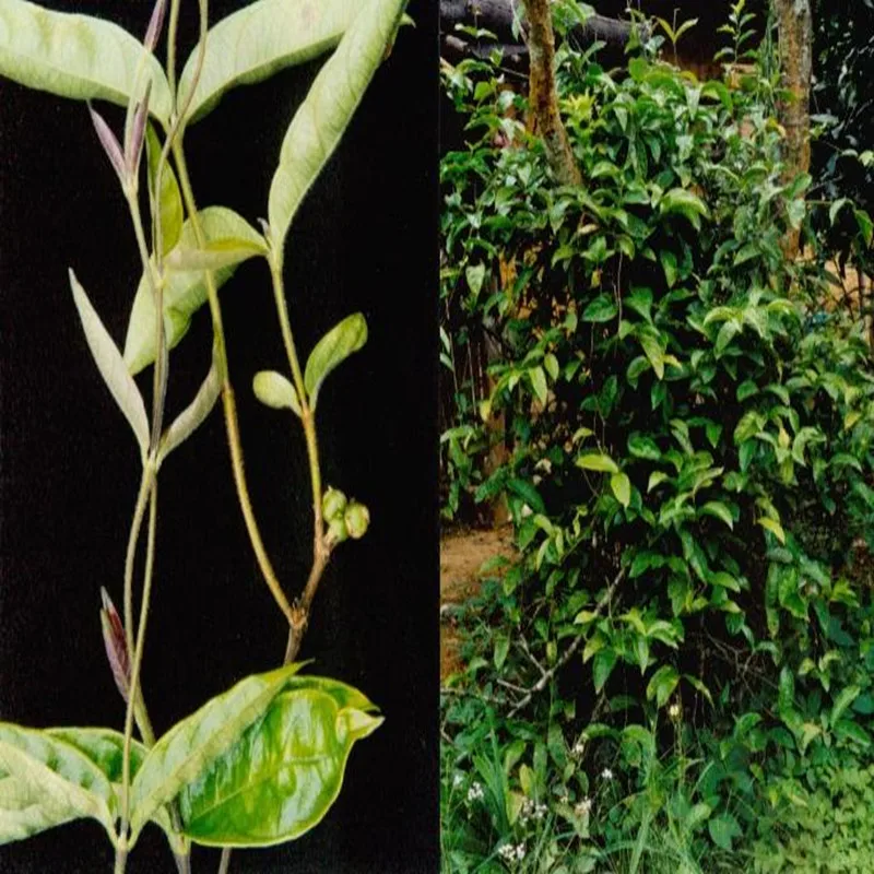 100-1000 г экстракт порошка Morinda officinalis 30: 1 для увеличения веса, противостоит усталости, противостоит, сильная почка, инудобрение
