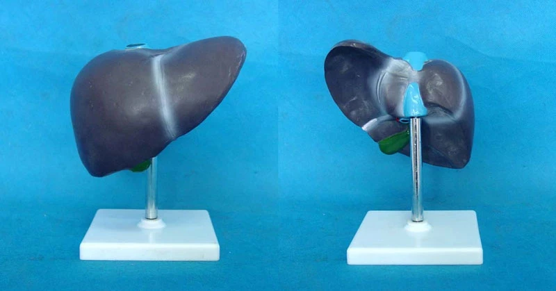 Человеческие волосы натуральный анатомическая модель печени орган анатомия