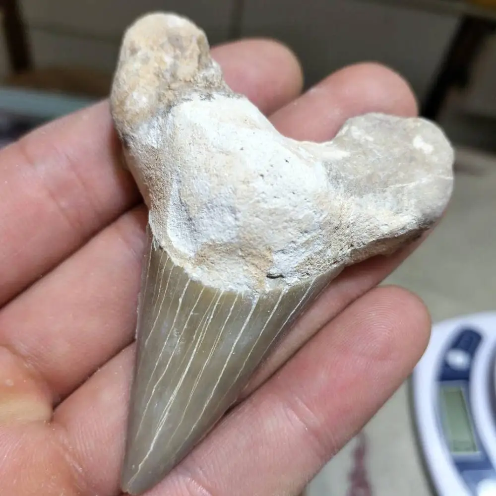 Натуральный Палеонтологический искусственный зуб образец природных