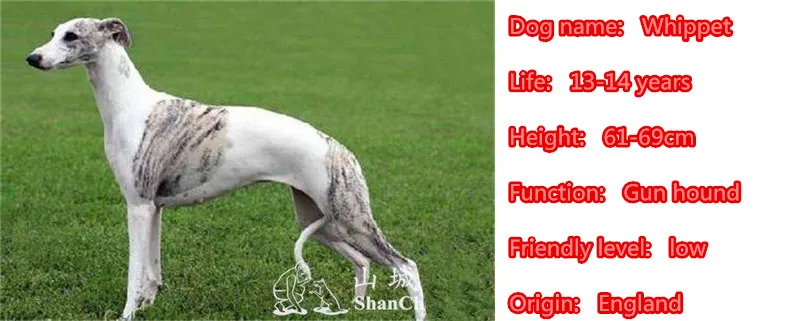 Милый ожерелье с изображением уиппета собака животное кулон покрыто золотом