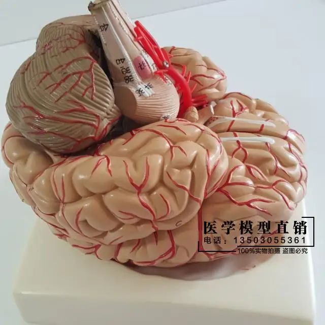 Human brain model Cerebrovascular 9 parts Brain anatomy Medical teaching | Канцтовары для офиса и дома